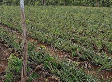 Finca , La Chorrera · Proyecto de 60 Lotes Solo Quedan 3.. Green Dream Pty Las Mendozas de La Chorrera