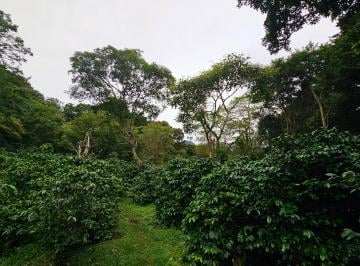 Finca , Boquete · Finca Cafetera en Boquete, Inversión y Rentabilidad