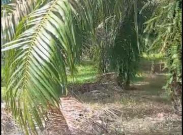 Finca en Venta  Puerto Armuelles · (8) Oportunidad Única: Venta de Finca de Palma Africana con Negocio en Marcha - Barú Chiriquí
