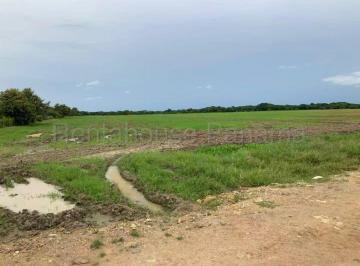 Finca , Penonomé · Venta de Finca Agroganadera en Coclé, Penonomé.