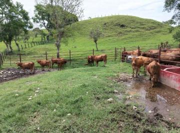 Finca , Volcan · Finca Monte Lirio