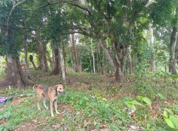 Terreno / Lote , La Chorrera · Vendo Terreno Oportunidad por Urgencia Negociable