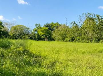 Terreno / Lote , Alanje · Parcela de 6.783,87 m² en Venta en Guarumal, Alanje, Chiriquí - Frente a La Via Querevalo