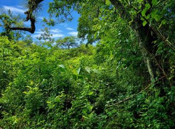 Terreno / Lote , David · Lote Plano de 5,000 m² en Venta en San Carlos, David, Chiriquí con Vegetación