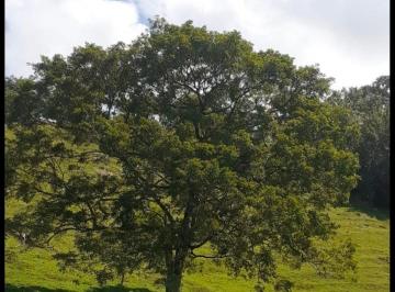 Terreno / Lote , Penonomé · Se Venden 99 Hectarias Cocle Tambo Penonome
