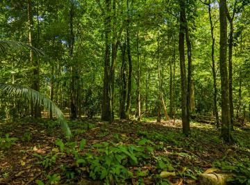 Terreno / Lote , Bocas del Toro · 6 Lotes Insulares Titulados en Venta en Isla Solarte, Bocas del Toro – ¡El Precio Incluye Los 6 Lote