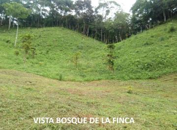 Finca , Capira · Venta Finca El Cacao Capira