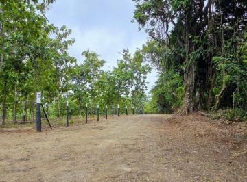 Finca , La Chorrera · Lotes Frente Al Lago Gatun - Financiamiento Directo Desde 200 Quincenal