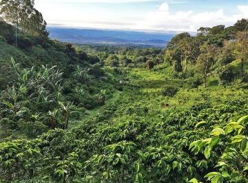 Terreno / Lote , Boquete · Finca de Café de Más de 18 Acres en Venta con Casa en Palmira Arriba, Boquete, Panamá