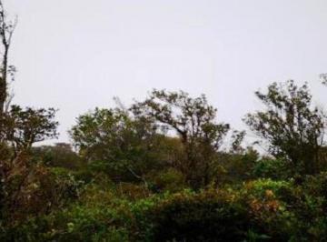 Terreno / Lote , Boquete · Enorme Propiedad con Vistas a Las Montañas y Muchos Árboles Hermosos en Jaramillo, Boquete