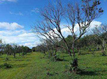 Terreno / Lote · 10000m² · Vendo 01 Hectarea en Potrerillos Abajo