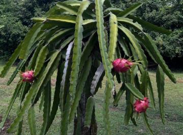 Terreno / Lote , Chame · Se Vende Finca Productora de Pitahaya en Panamá | 2 Ha Tituladas Cerca de Coronado - Rm