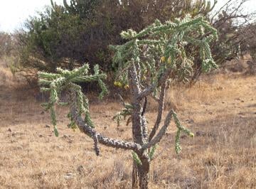 Terreno / Lote , El Marqués · Vendo Bonito Terreno en Amazcala, El Marques, Queretaro