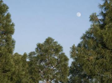 Casa de 1 habitación, Amealco de Bonfil · Cabaña en Venta en Bosque de Pinos | 10,000 m² | Amealco de Bonfil
