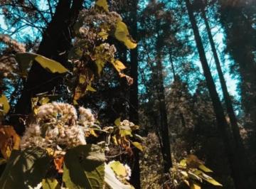 Terreno / Lote , Huixquilucan · Venta de Terrenos en Zona Boscosa – Cerca de La Marquesa