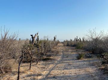 Terreno / Lote 180000m² Venta San Juanico · Terreno de Oportunidad en San Juanico, Bcs – 18 Hectáreas