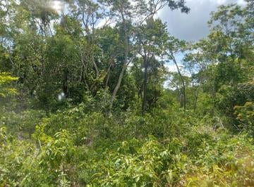 Terreno / Lote en Venta  Francisco Uh-May · Oportunidad de Inversión: 20 Hectáreas en Francisco Uh May, Tulum