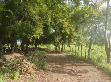 Terreno / Lote , Buenavista · Se Vende Terreno Agricola y Ganadero, 15 Ha