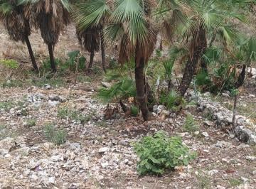 Terreno / Lote , Jiutepec · Terreno en Jiutepec Calle Sonora