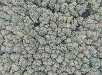 Hacienda-Quinta · 2323500ha · En Venta Excelente Hacienda con Bosques Nativos Zona San Vicente