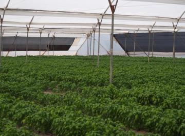 Hacienda-Quinta · 81000m² · 5 Habitaciones · 10 Estacionamientos · Venta Finca en Quito El Quinche Agrícola en Producción Sector San Jose de Iguiñaro