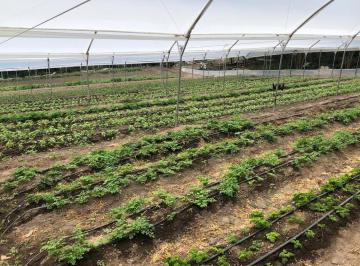 Hacienda-Quinta · 260000m² · 5 Habitaciones · 10 Estacionamientos · Venta Hacienda Agrícola San Antonio de Pichincha Sector Tanlagua en Huatos, 1.800 Ha