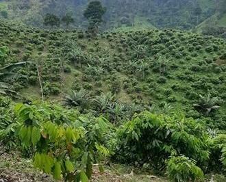 Quinta vacacional , Atacames · Hacienda Cacaotera - Atacames