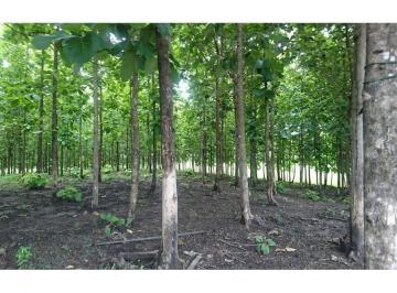 Hacienda-Quinta · 370000m² · Vendo Hacienda Via Palestina - Vinces 36 Ha
