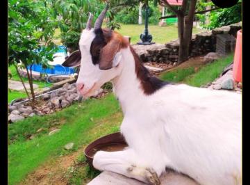 Diversidad de Mascotas · Terreno de 1201 m² en Venta en Vía a La Costa
