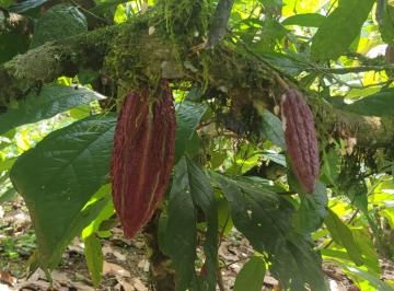 Hacienda-Quinta de 3 habitaciones, Puerto Quito · Linda Finca de Cacao y Casa Grande Ideal Para Turismo 5 Minutos de Puerto Quito