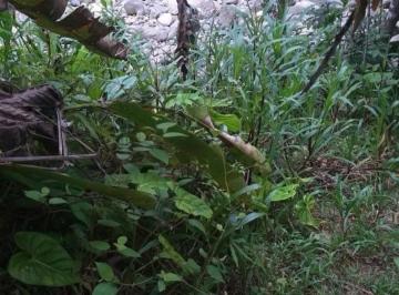 Quinta vacacional de 1 habitación, Taisha · Se Alquila Hermosa Finca en El Oriente Ecuatoriano