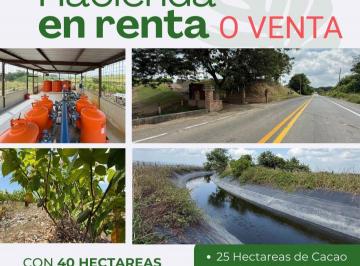 Hacienda-Quinta , Guayaquil · Hacienda de 38 Has con Sembrado de Cacao en Km 30 Via a La Costa