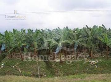 Terreno / Lote · 300m² · Venta de Hacienda Bananera - Inversión en Babahoyo Am