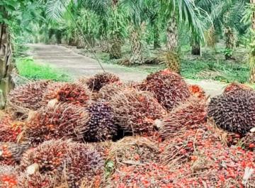 Hacienda-Quinta · 14500000ha · Palmera en Venta 1450 Ha Guayas a Una Hora de Guayaquil