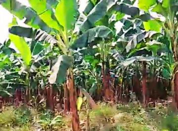 Hacienda-Quinta · 450ha · 20 Estacionamientos · Bananera en Venta 167 Hetáreas La Troncal - El Cañar