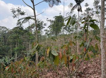 Terreno / Lote , Pedro Vicente Maldonado · Hacienda / Terreno Productivo en Venta – Noroccidente de Pichincha
