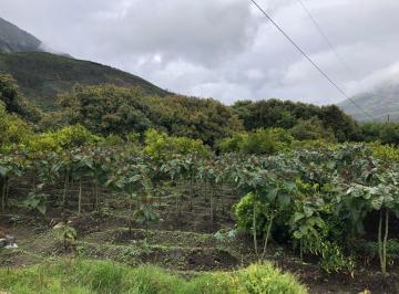 Terreno / Lote · 4204m² · Terreno en Venta Pelileo. Plano con Frutales. Hermoso!