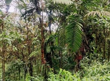 Terreno / Lote , Los Bancos · Son 3492 m de Terreno con Exuberante Flora y Fauna de Venta — Saloya, San Miguel de Los Bancos