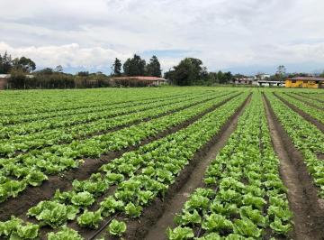 Terreno / Lote · 88m² · De Venta Terreno Plano de 6300 m²