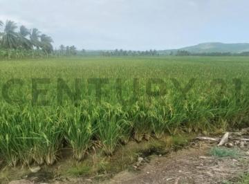 Terreno / Lote · 25600m² · Venta de Hermoso Terreno en Sosote, Rocafuerte Para Cultivo de Ciclo Corto