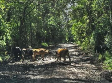 Terreno / Lote · 320000m² · Finca en Venta, 32 Hectáreas Tractorables, Zona de Ganado, Cotogchoa, Valle de Los Chillos