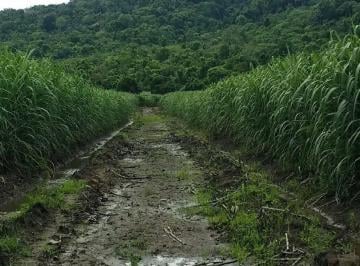Terreno / Lote , Naranjal · Vendo Terreno Finca