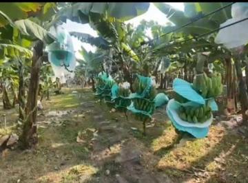 Hacienda-Quinta de 2 habitaciones, Playas · Hacienda Bananera en Venta – Provincia del Guayas