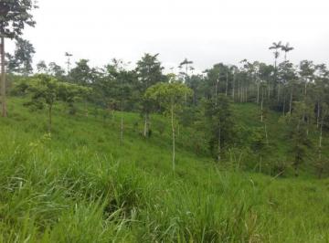 Hacienda-Quinta , Puerto Quito · En Venta Hacienda de 115 Hectáreas, 14 Hectáreas de Cacao, 19 Hectáreas de Bosque de Melina