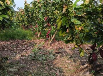 Terreno / Lote , Loreto · Finca Productiva de 6 Hectáreas con Cacao, Café, Vivienda y Agua Natural – Loreto, Orellana