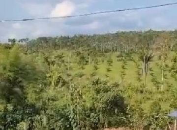 Hacienda-Quinta , La Concordia · Se Vende Finca Agroindustrial con Abacá en Monterrey - La Concordia