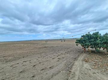 Hacienda-Quinta · 1300000m² · Finca Agrícola en Venta –130 Hectáreas | Chanduy