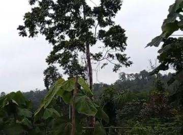 Hacienda-Quinta , Muisne · Venta Hacienda con Cacao, Cantón Muisne - Parroquia Daule, Área: 60.36 Hectáreas, Precio: $125.000