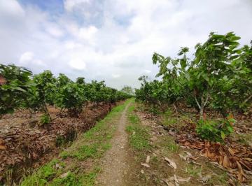 Hacienda-Quinta · 116139m² · Finca de Cacao en Venta, Matilde Esther Vía a Mata de Cacao, Cyp