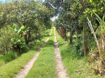 Terreno / Lote · 13030m² · Venta de Terreno 1 Hectárea Guayllabamba 300 Árboles de Aguacate *ja